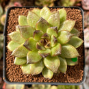 Echeveria 'Black Rose' Hybrid 2" Succulent Plant