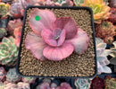 Echeveria 'Suyon Frill' Variegated 2"-3" Succulent Plant