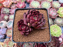 Echeveria Agavoides 'Red Bell' 3" Succulent Plant