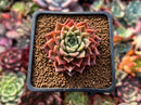 Echeveria 'Hwanhee' 1"-2" New 'Shani' Hybrid Succulent Plant