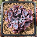 Echeveria 'Trumpet Pinky' 2" Succulent Plant