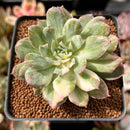 Echeveria 'Bradburiana' Variegated 2" Cutting Succulent Plant