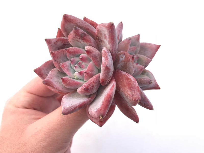 Echeveria Colorata Cluster 4” Rare Succulent Plant