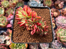 Echeveria Agavoides 'Firebird' Crested 3" Succulent Plant