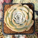 Echeveria 'Runyonii' Hybrid 2" Succulent Plant
