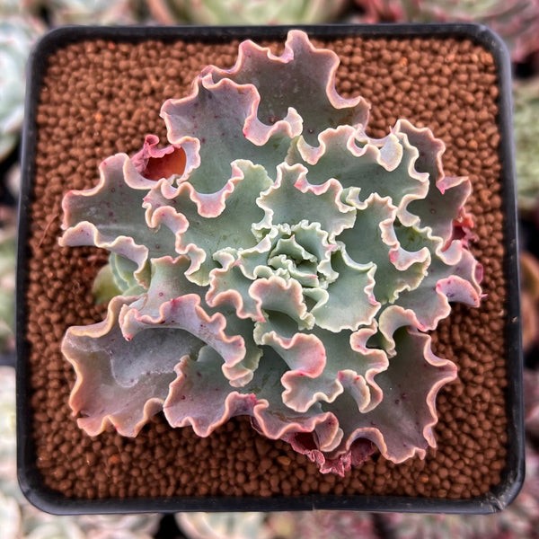 blue curls succulent Echeveria 'Blue Curls' 2