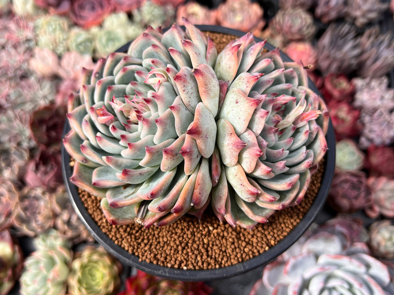 chihuahuaensis succulent Echeveria 'Chihuahuaensis' 4"-5" Cluster Succulent Plant – True Succulents  Plant Co