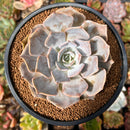 Echeveria sp. 3" Succulent Plant