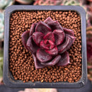 Echeveria Agavoides 'Pine Rose' 1" Succulent Plant