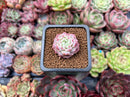 Echeveria 'Pink Spot' 1" Succulent Plant