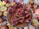 Echeveria Agavoides 'Flower Star' 4" Succulent Plant