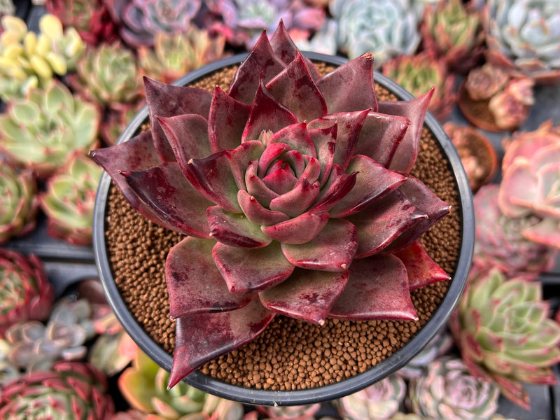 star flower succulent Echeveria Agavoides 'Flower Star' 4