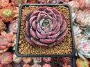 Echeveria 'Lovely' 3" Succulent Plant
