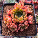 Echeveria Agavoides 'Sarabony' 3" Cluster Succulent Plant