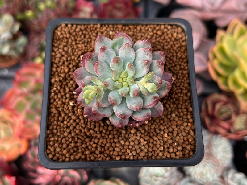 sedeveria dark elf succulent Sedeveria 'Blue Elf' Variegated 2