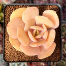 Echeveria 'Drawing' 2" Succulent Plant