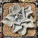 Echeveria 'Madiba' 4" Succulent Plant