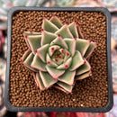 Echeveria 'Cello' 1"-2" Succulent Plant