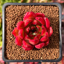 Echeveria Agavoides sp. 1" Succulent Plant