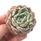 Echeveria ‘Helena’ Hybrid 2" Rare Succulent Plant