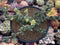 Corpuscalaria 'Lehmannii" Variegated Cluster 4" Succulent Plant