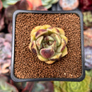 Echeveria 'Citrine' 1"-2" Seed Grown Air Magic Hybrid Succulent Plant