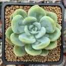 Echeveria 'Chloe' 2"-3" Powdery Succulent Plant
