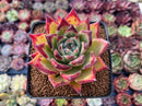 Echeveria Agavoides Hybrid 3" Special Clone Succulent Plant