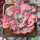 Echeveria 'Beyonce' Variegated 2" Succulent Plant