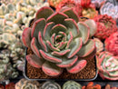 Echeveria 'Glam Pink' 3" Succulent Plan