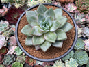 Echeveria 'German Champaign' 3" Succulent Plant