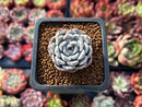 Echeveria 'Gray Rosa' 1" Small New Hybrid Succulent Plant