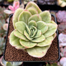 Echeveria Agavoides 'Raja' Variegated' 2" Succulent Plant