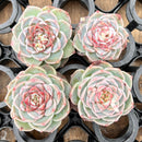 Echeveria 'Red Velvet' 2" *Set of 4* Succulent Plants