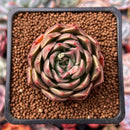 Echeveria 'Enamel' 1"-2" Succulent Plant