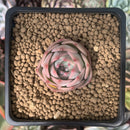 Echeveria 'Carrarian' 1" Succulent Plant