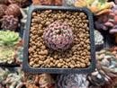 Echeveria 'Minima' 1" Small Succulent Plant