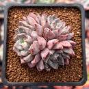 Echeveria 'Purple Lydia' 2" Cluster Succulent Plant