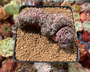 Echeveria 'Tuxpan' Crested 4" Succulent Plant