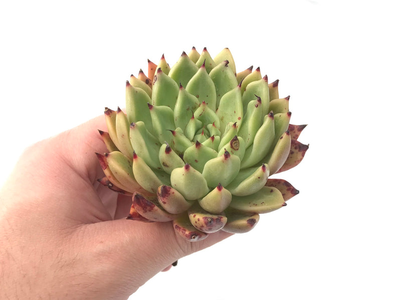 black tipped succulent Echeveria 'Black Tip' 3" Rare Succulent Plant – True Succulents Plant Co
