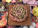 Echeveria Agavoides 'Sarabony' 2"-3" Succulent Plant