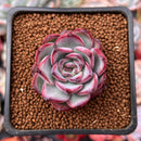 Echeveria 'Eyeline Choco' 1" Succulent Plant