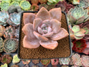 Echeveria 'La Bamba' 2" Succulent Plant