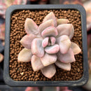 Pachyveria 'Pachyphytoides' Variegated 1" Small Succulent Plant