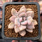 Pachyveria 'Pachyphytoides' Variegated 1" Small Succulent Plant