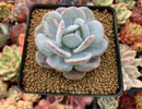 Echeveria 'Laui' 2"-3 Powdery Succulent Plant