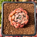 Echeveria 'Bonasara' 1" Succulent Plant