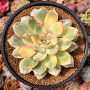 Echeveria 'Esther' Variegated 4" Succulent Plant