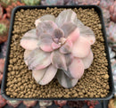 Quetzalcoatlia 'Pentandra Superba' Variegated 2" Succulent Plant (Formerly Graptopetalum 'Pentandrum Superbum' Variegated)