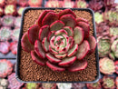 Echeveria Agavoides 'Salu' 3" Succulent Plant